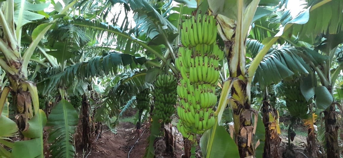 Banana plantation with multiple banana trees