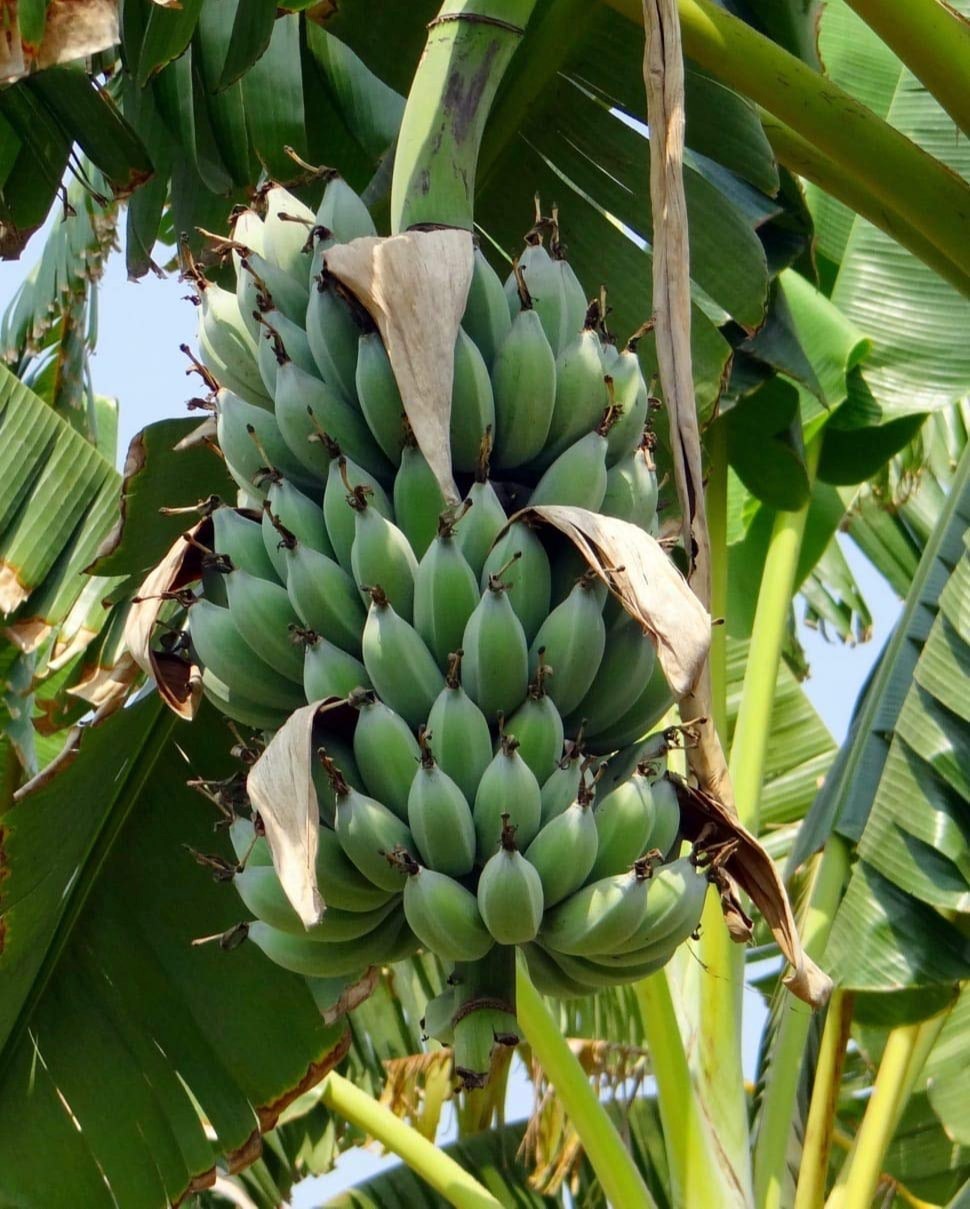 Green bananas growing on banana tree