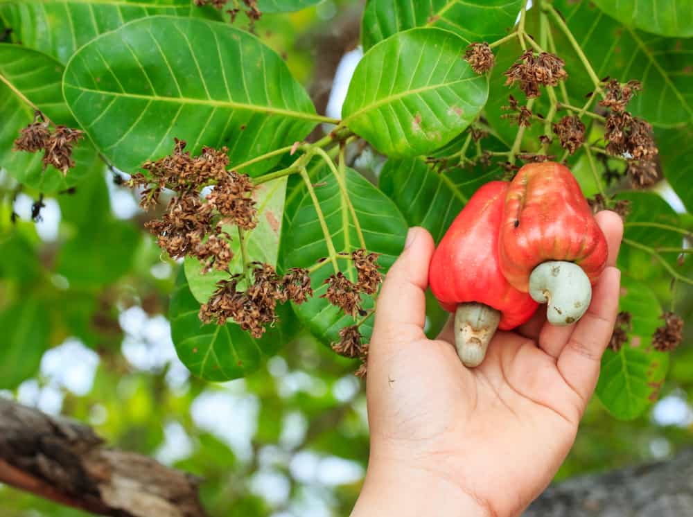 Fresh cashew fruit with nut being held in hand with cashew tree leaves in background