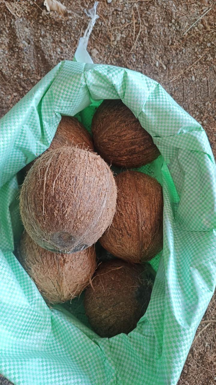 Fresh coconuts with natural brown husks in green checkered bag