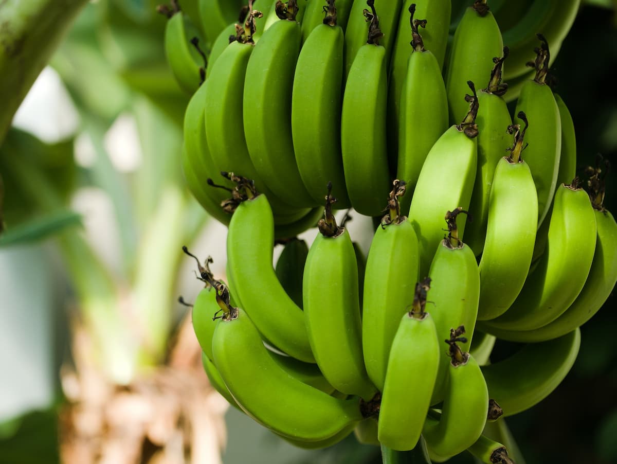 Green bananas hanging naturally from banana tree in plantation