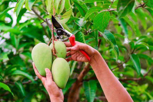Hands carefully harvesting green mangoes from tree