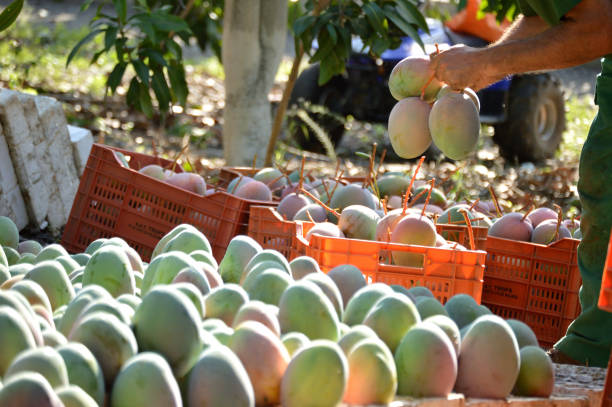 Fresh mangoes being sorted in orange crates during harvest