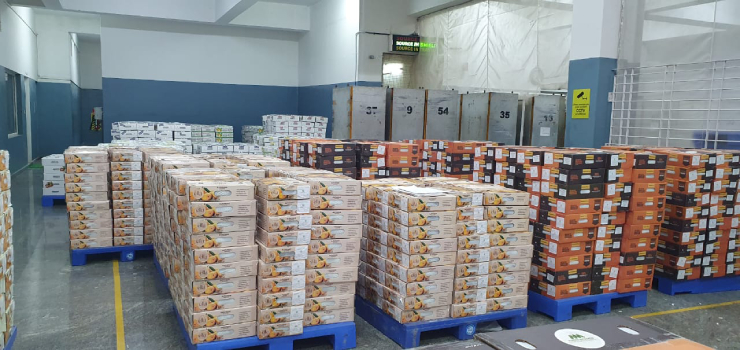 Professional mango packing warehouse with organized crates ready for export