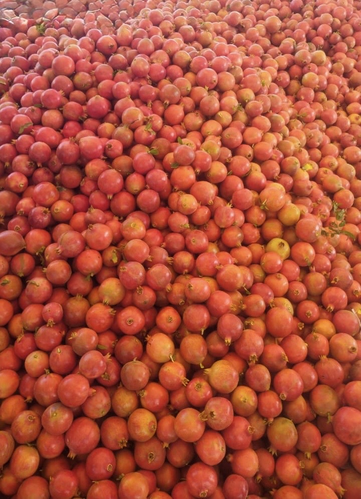 Large collection of freshly harvested pomegranates