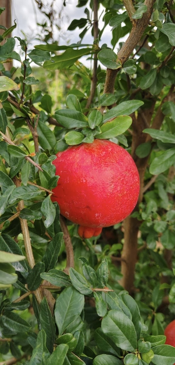 Large red pomegranate growing on tree with green leaves