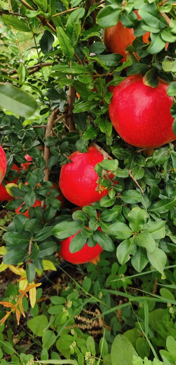 Fresh red pomegranates growing naturally on tree branches