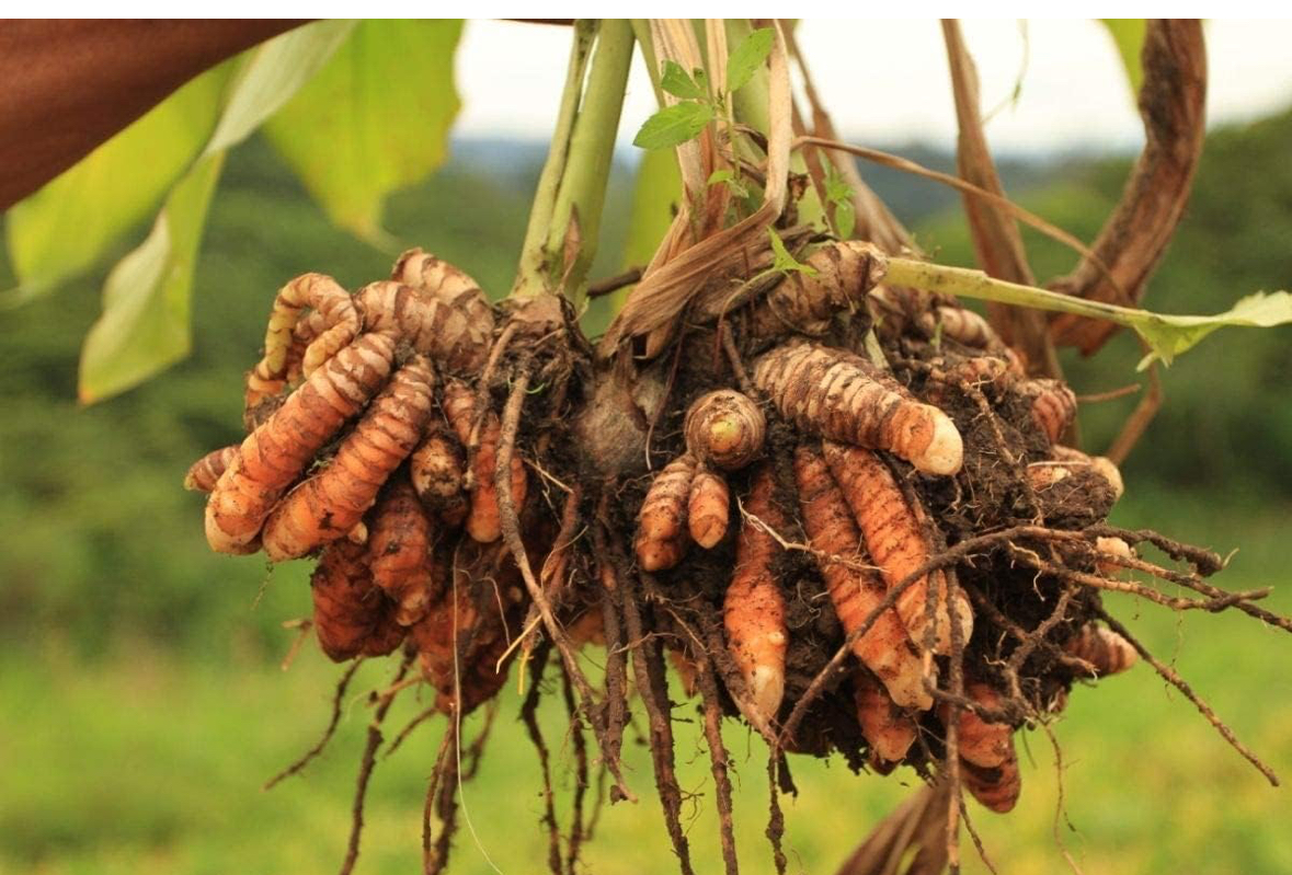 Fresh turmeric roots with green leaves showing natural farm harvest